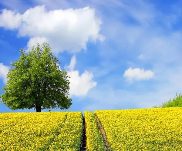 Android中图片压缩分析（下）的图15